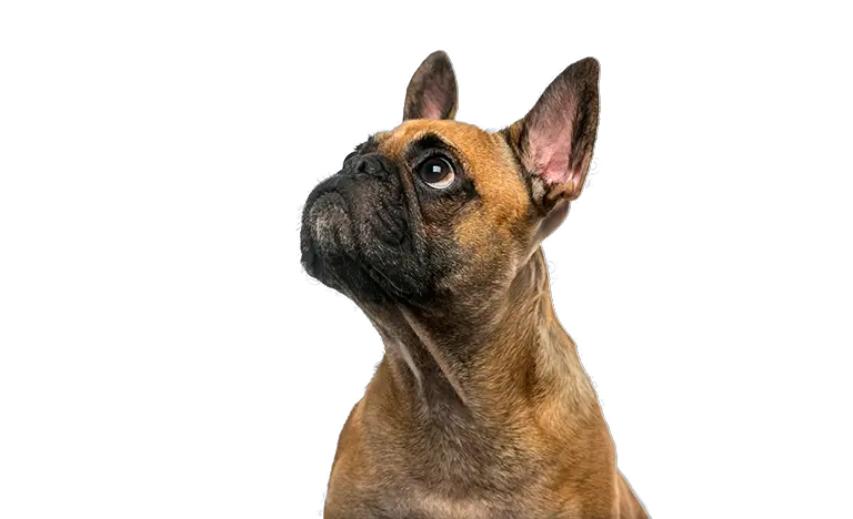 Download Cute Puppy French Bulldog Png Cute Puppy Png