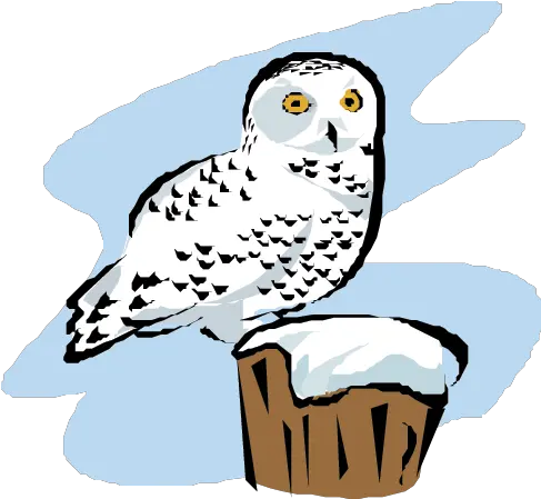 Download Snowy Owl Snowy Owls Cartoon Transparent Png Snowy Owl Owl Transparent
