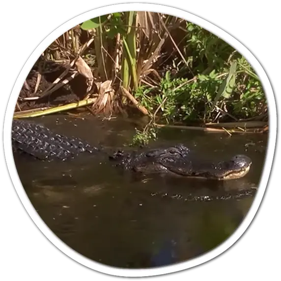 Download American Alligator Transparent Cartoons American Alligator Png Alligator Transparent