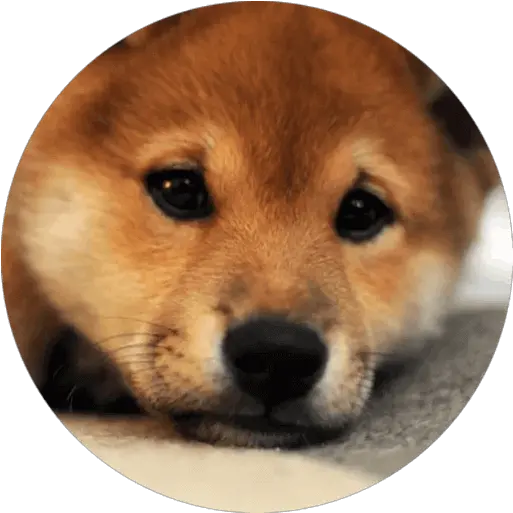 Doge Sticker Pack For Telegram Telegramguides Shiba Inu Puppy Png Doge Face Png