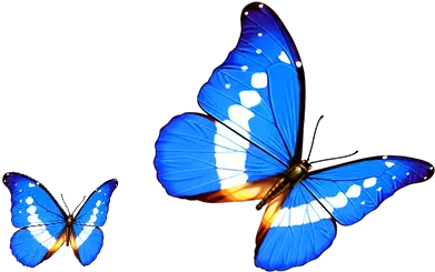 Butterfly Transparency And Translucency Cartoon Transparent Transparent Background Butterfly Png Butterflies Transparent