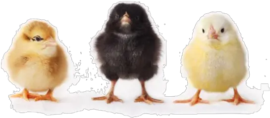 Baby Chick Png 4 Image Baby Chick Transparent Background Baby Chicks Png