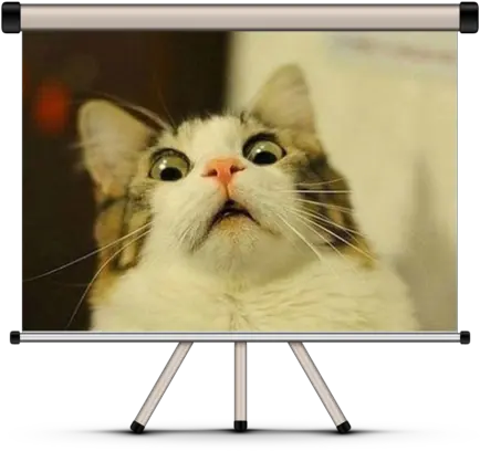 Best Cat Contest Surprised Cat Meme Png Funny Cat Png