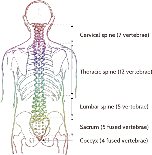 Areas Of The Body Spine Controls U2013 Millennium Chiropractic Spinal Curves Png Spine Png