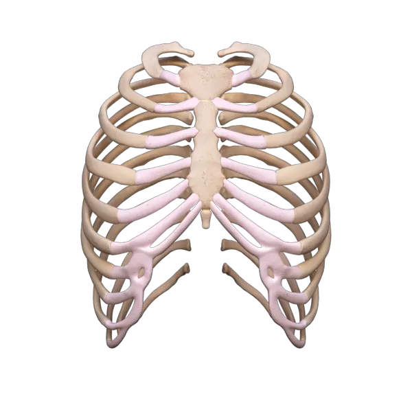 Download Rib Cage Rib Cage Png Cage Transparent Background