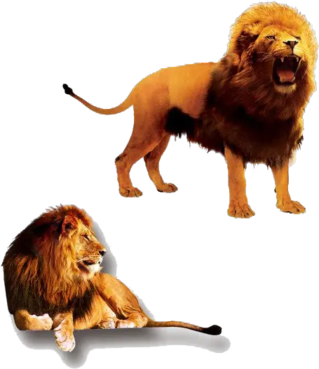 The Lion King Png Transparent Images All Lion And Lioness Lion Clipart Png