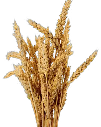 Download Barley Transparent Png For Designing Use Free Transparent Barley Plant Wheat Transparent