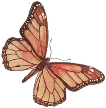 Butterflies Transparent Png Images Transparent Brown Butterfly Png Real Butterfly Png