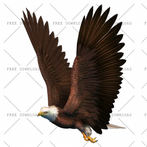 Eagle Hawk Kite Bird Png Image With Transparent Background Bald