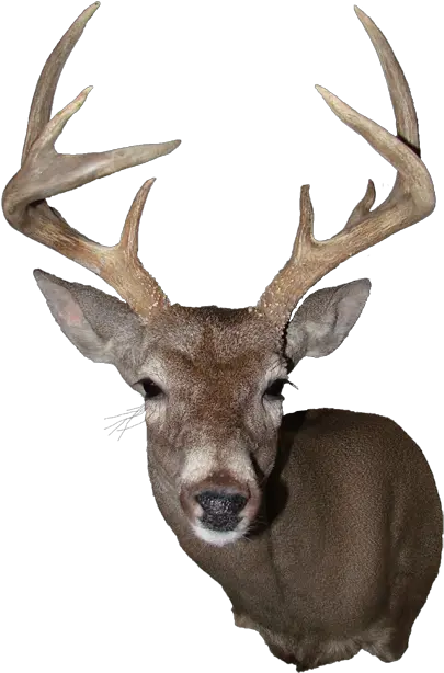 Elk White Deer Mount Png Deer Head Png