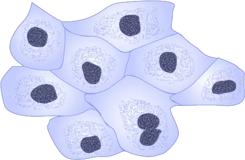 Filemdck Cellspng Wikimedia Commons Dot Cells Png