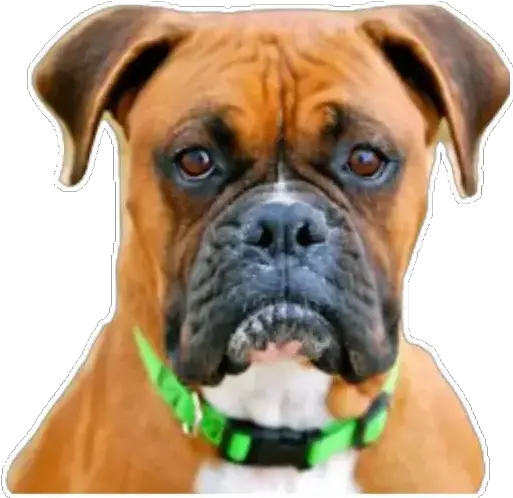 Boxer Stickers Live Wa Stickers Png Boxer Dog Icon