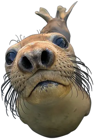 Seal Png Images You Got Any Games On Your Phone Seal Png