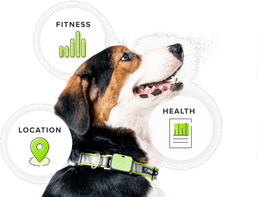 Whistle Gps Pet Tracker And Activity Monitor For Pets Whistle Go Explore Dog Gps Tracker Png 7 Days To Die Png