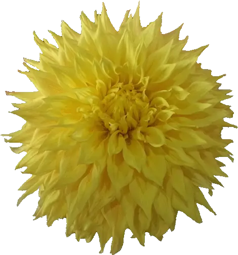 Free Flower Clipart Transparent Background Flower Images Gif Png Yellow Flower Transparent Background