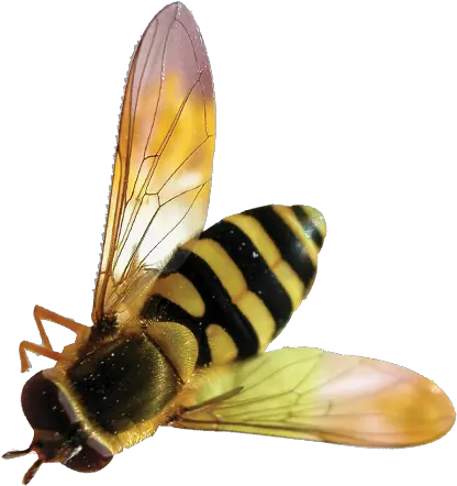 Bee Transparent Background Free Png Bee Png Transparent Bee Transparent Background