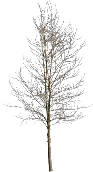 Deciduous Tree Winter Iv Winter Tree Png Tree Bark Png