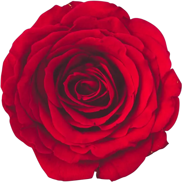 Red Rose Transparent Png Image Free Floribunda Rose Transparent