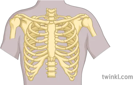 Rib Cage Diagram Science Secondary Illustration Twinkl Rib Cage Png Rib Cage Png