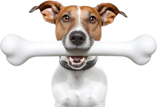 Dog Real Dog With Bone Png Dog Bone Png