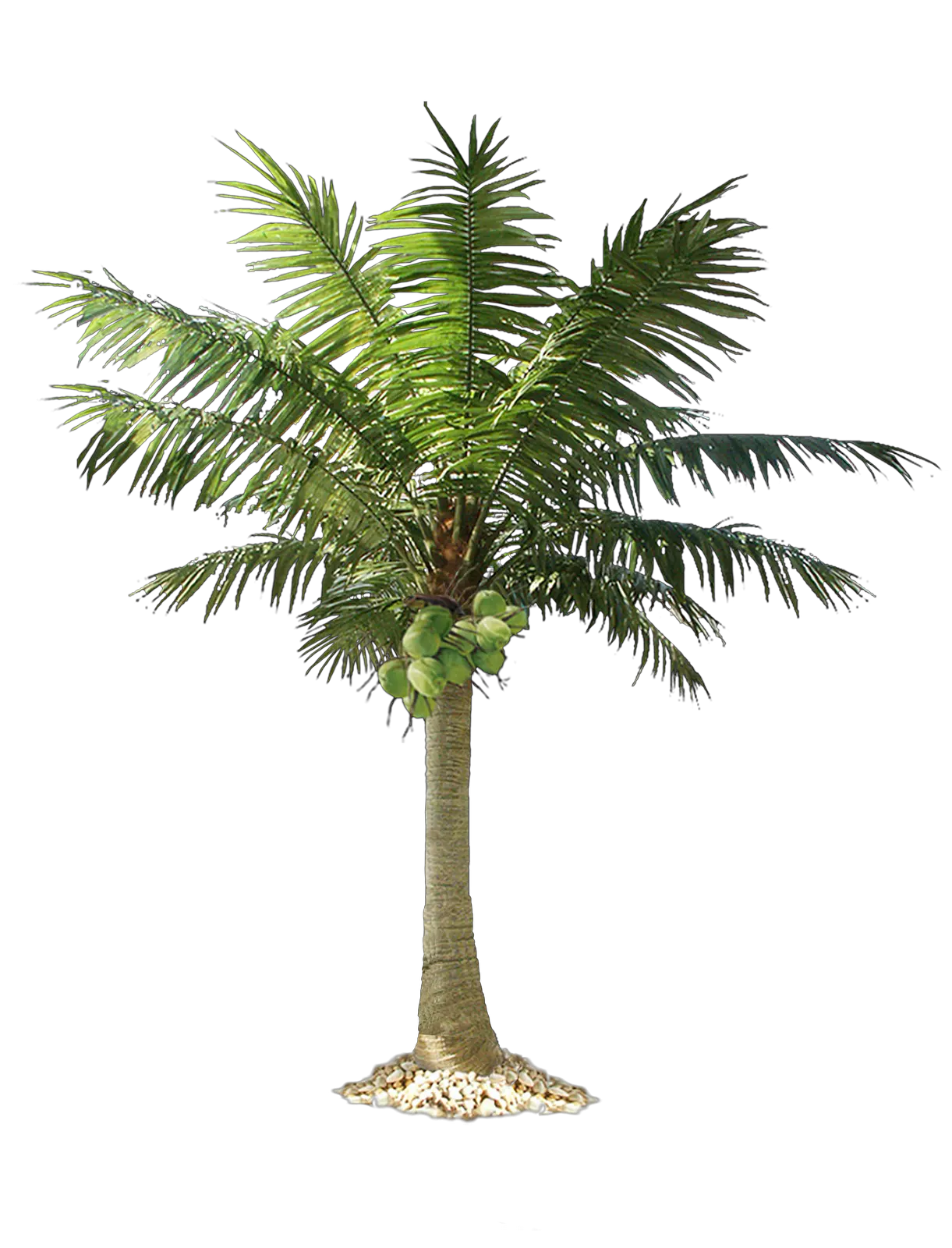 Long Palm Tree Png