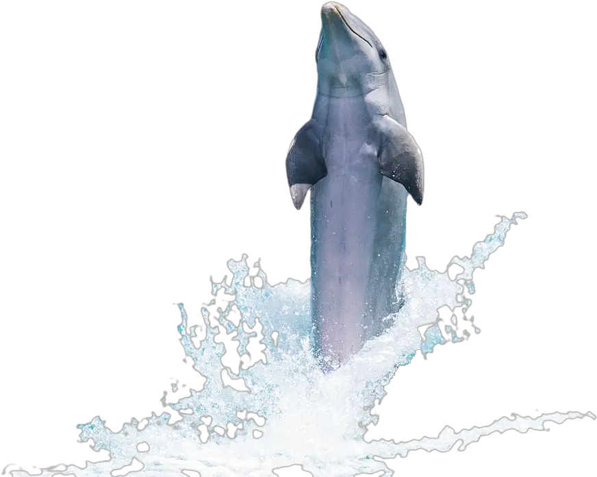 Dolphin Transparent Png Image Free U2013 Images Vector Fish Jumping Out Of Water Png Dolphin Transparent