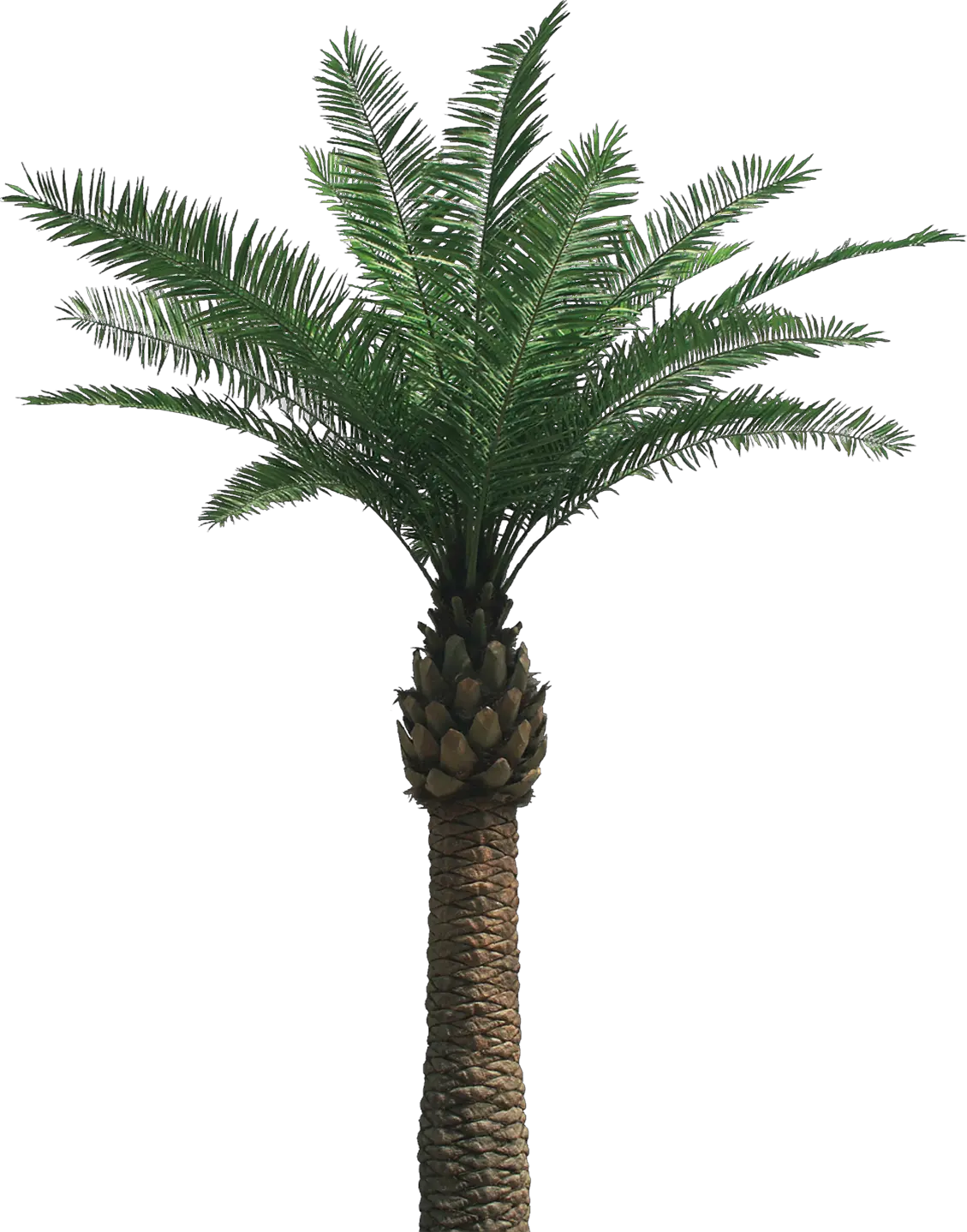 Leaf Palm Tree Png
