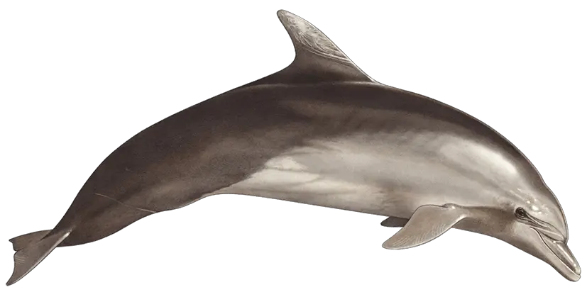 Download Tethys Research Institute Bottlenose Dolphin Png Transparent Bottlenose Dolphin Png Dolphin Png