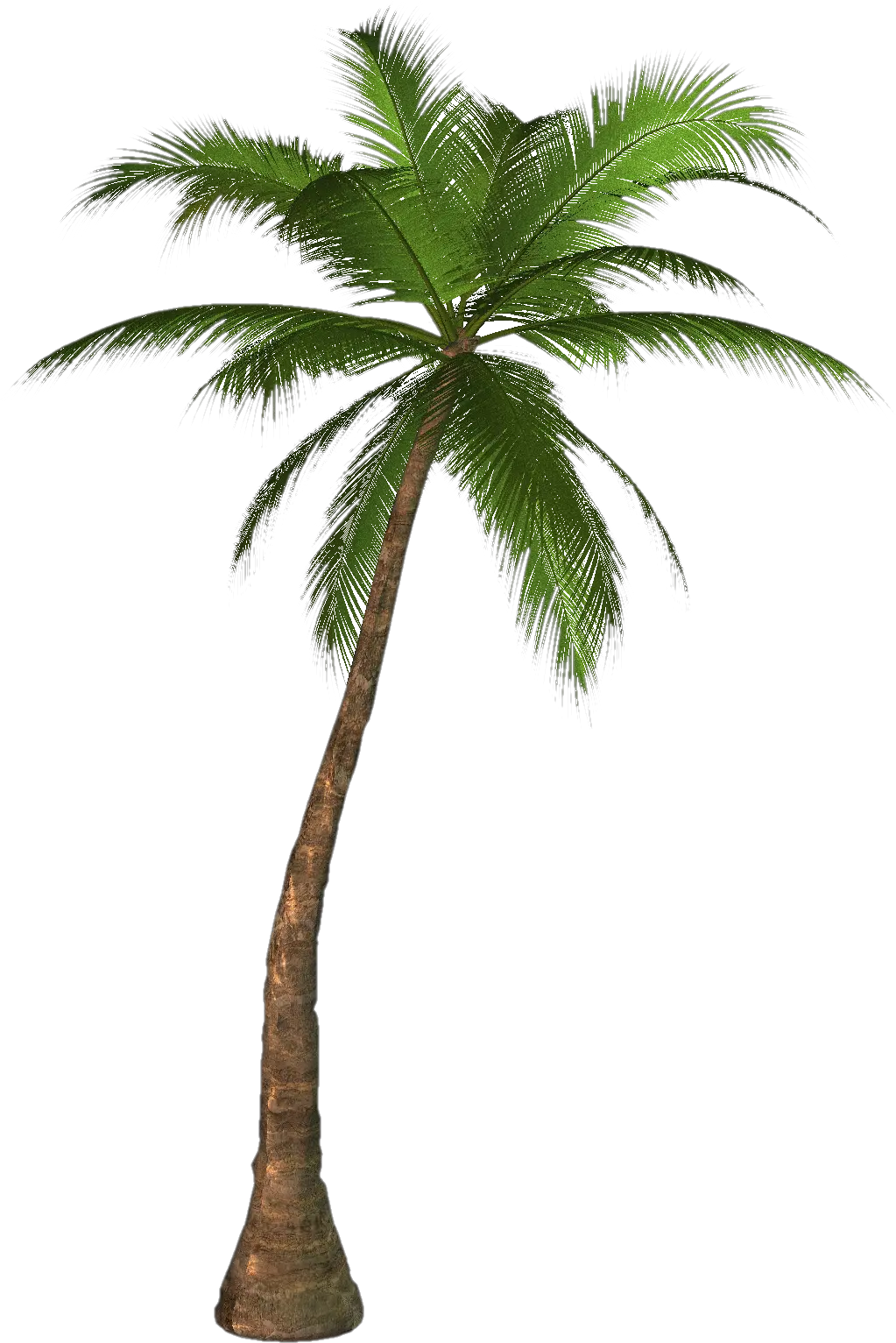 Jungle Palm Tree Png