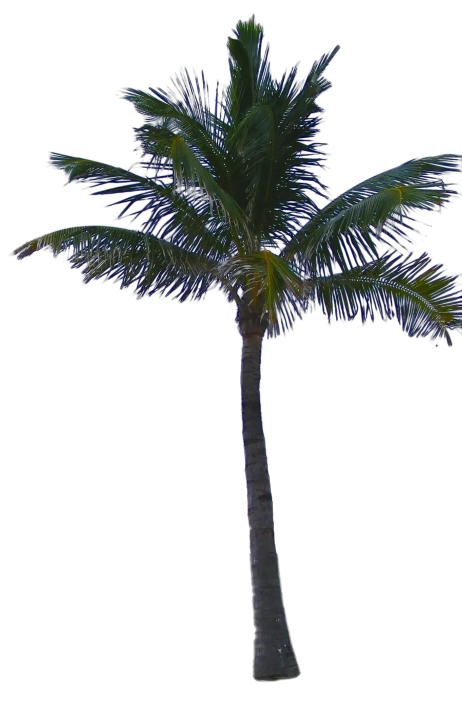 Island Palm Trees Png