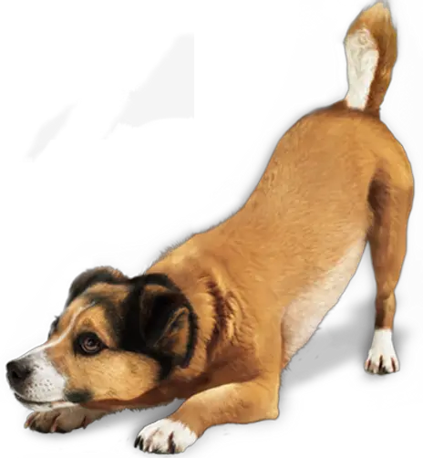 Dog Png Cute