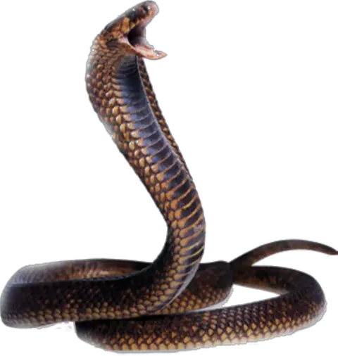 Cobra Snake Head Transparent Png Stickpng Snake Png Snake Transparent Background