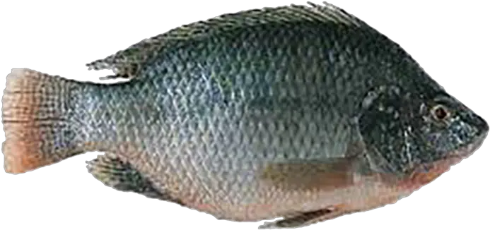 Fresh Water Frozen Fish U2013 Universal Cold Store Frozen Fish Cold Store Fish Png Bass Fish Png