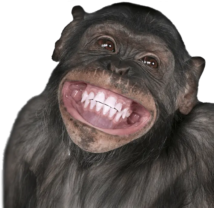 Funny Monkey Transparent U0026 Png Clipart Free Download Ywd Monkey Face Funny Png