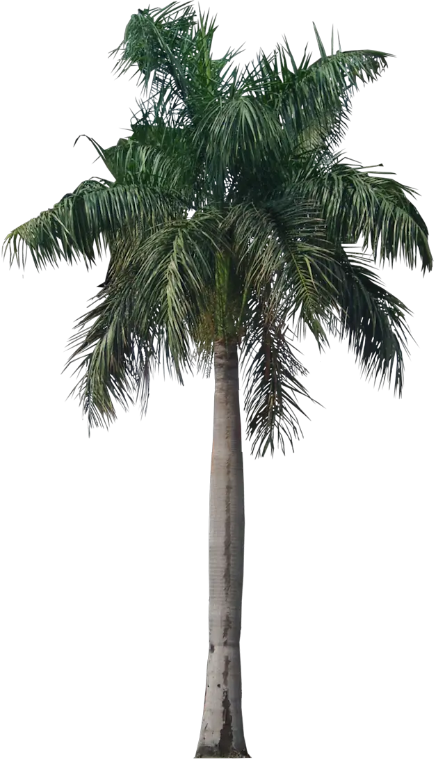 Hd Palm Trees Png