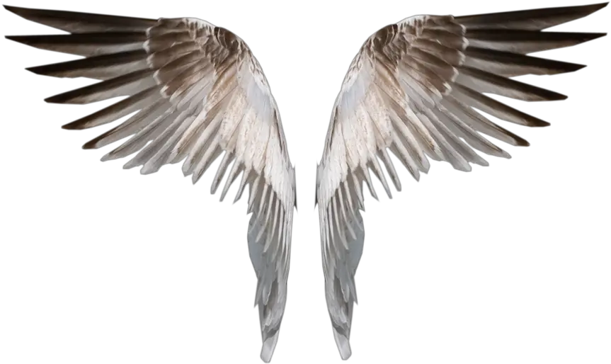 Angle Wings Burned Angel Wings Png Deviant Png Download Wing Png Angle Wings Png