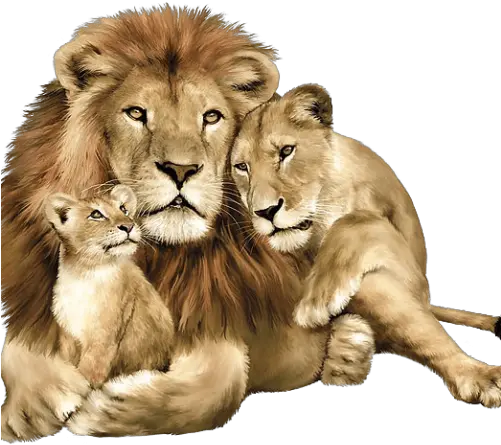 Free Png Downloads Konfest Lion Family Jungle Animals La Famille De Lion Lion Face Png
