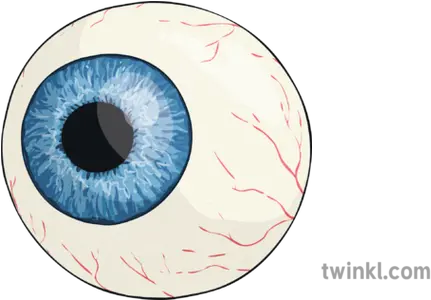 Eyeball Eye Vision Sight Organ Body Part Ks2 Illustration Macro Photography Png Eye Ball Png