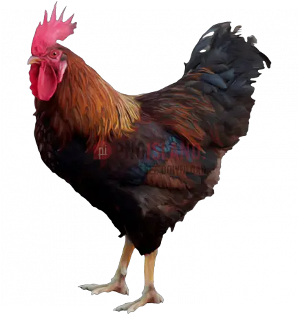 Cock Chicken Rooster Png Image With Hen Png Chicken Transparent Background