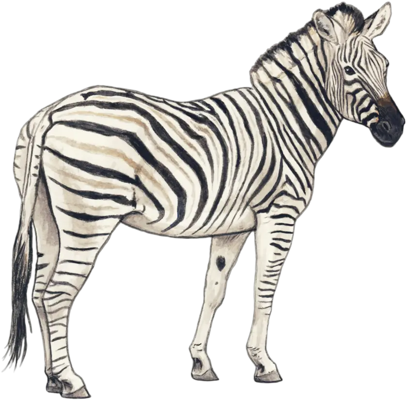 Zebra Png Transparent Free Images Only Transparent Background Zebra Clip Art Free Png Images With Transparent Background