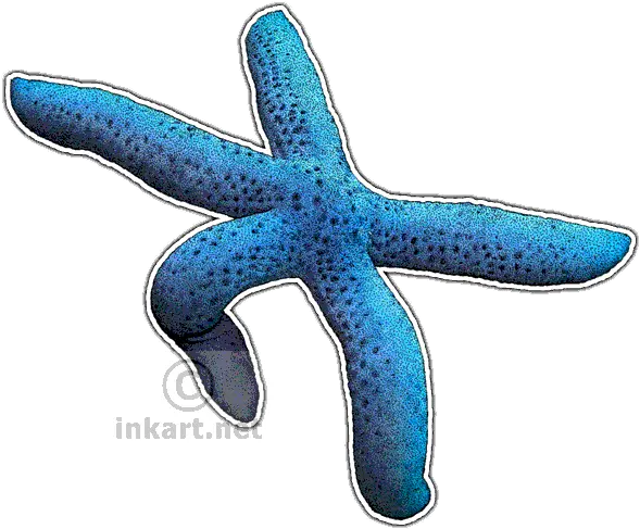 Download Blue Sea Star Decal Starfish Png Image With No Drawing Sea Star Png
