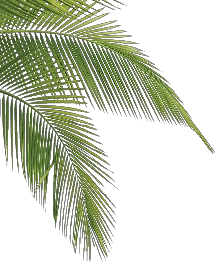 Free Palm Tree Photoshop Png