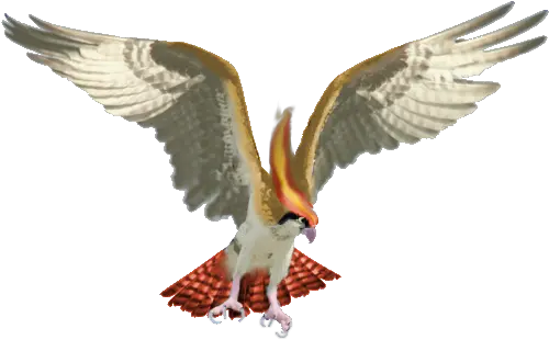 Real Pidgeot By Cyndermizuki Bird Of Prey Wings 600x458 Osprey Bird Png Bird Wings Png png