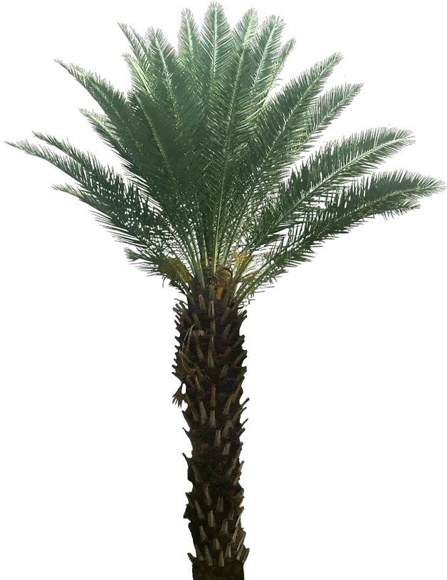 Foxtail Palm Tree Png