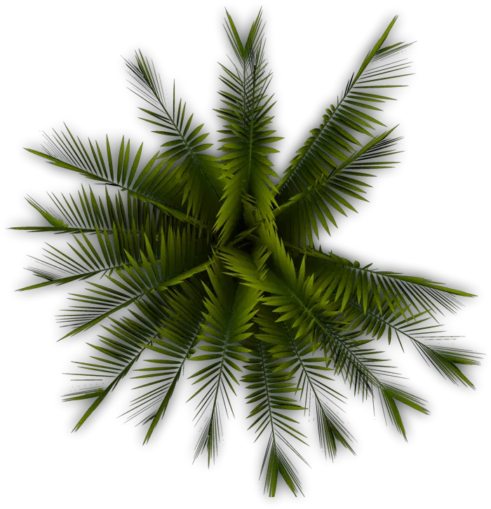 Florida Palm Tree Png