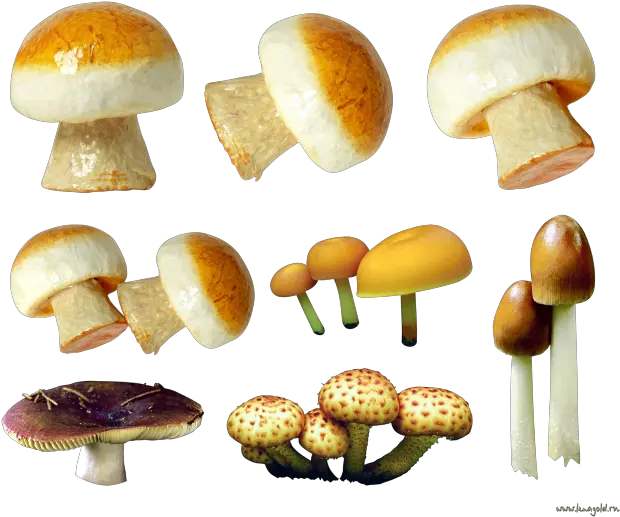 Mushroom Png 19 Transparent Background Images Free Mushroom Variety Mushroom Png