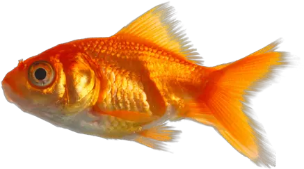 Real Fish Png Image Mart Real Fish Png Fish Png