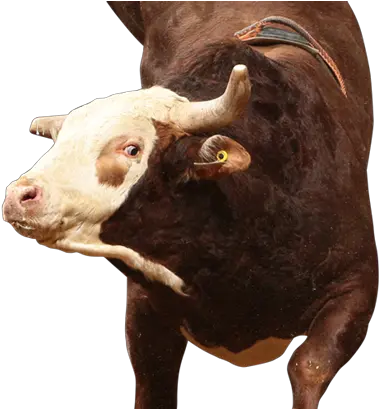 Time Bomb Time Bomb Bull Pbr Png Time Bomb Png