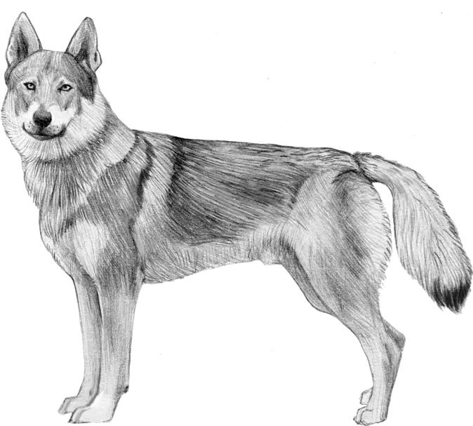 Embark Dog Dna Test Breed Czechoslovakian Wolfdog Kid Drawings Png Wolf Buddy Icon