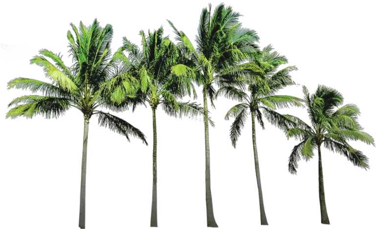 Decorative Palm Tree Png